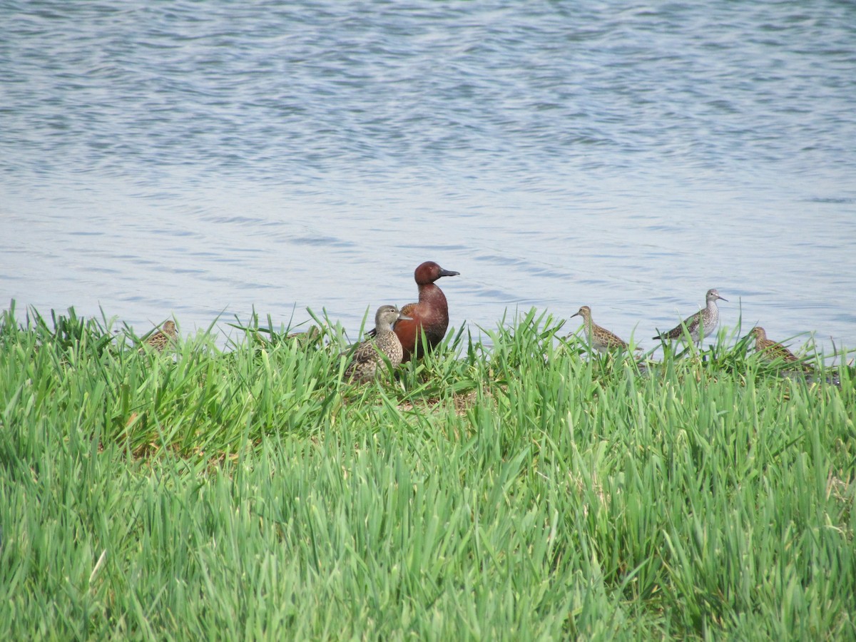 Cinnamon Teal - ML368134091