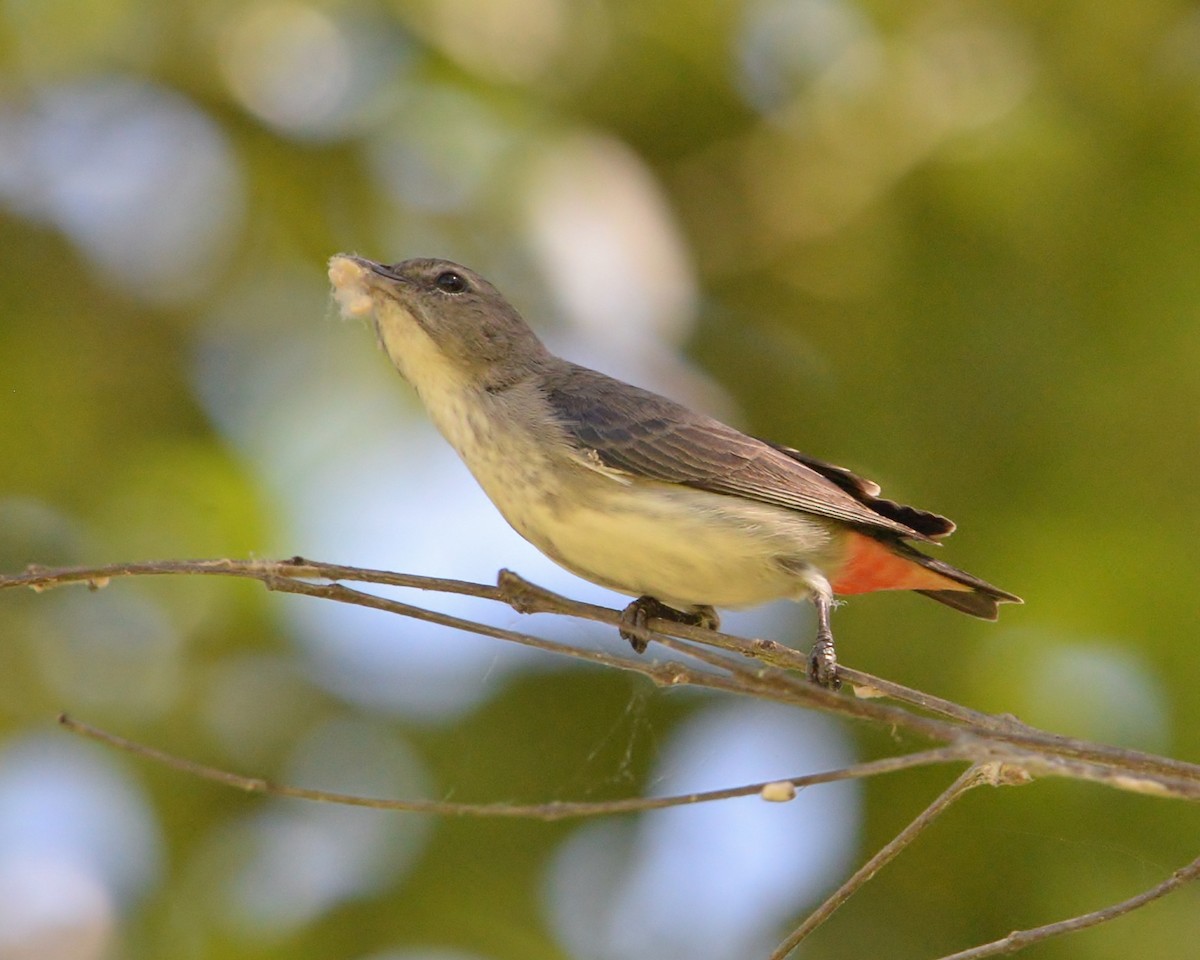 Mistletoebird - ML368134111