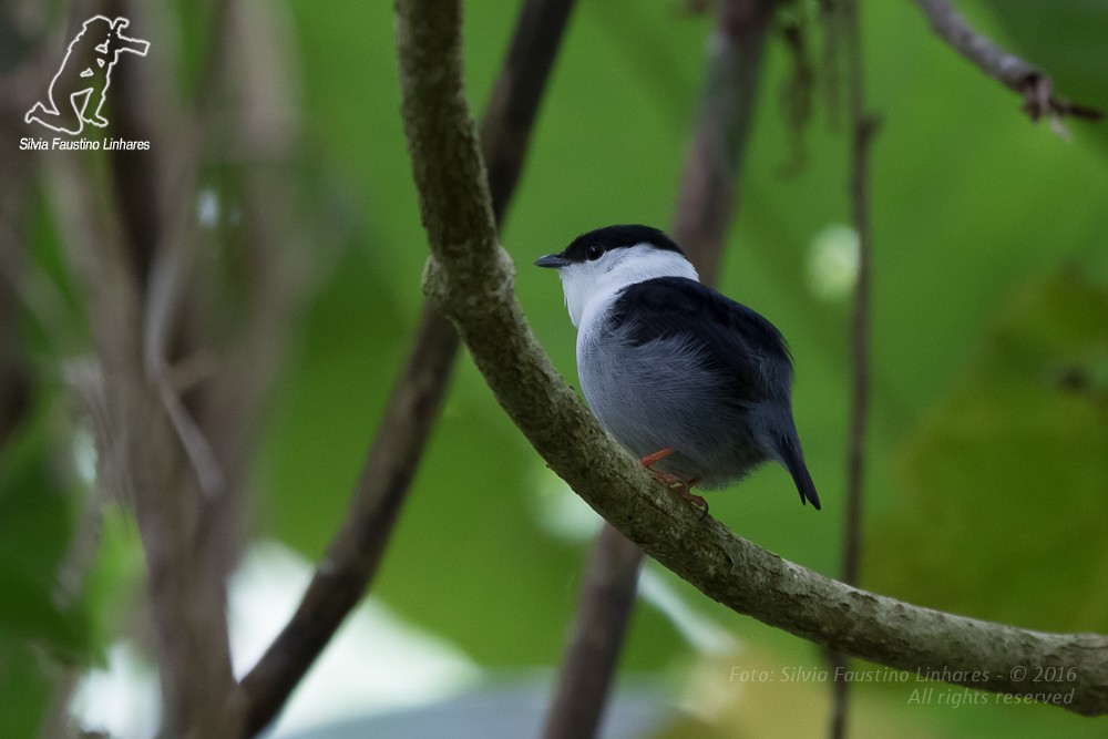 White-bearded Manakin - ML36813421