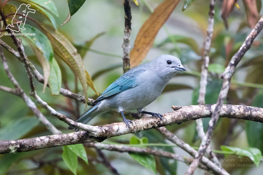 Sayaca Tanager - Silvia Faustino Linhares