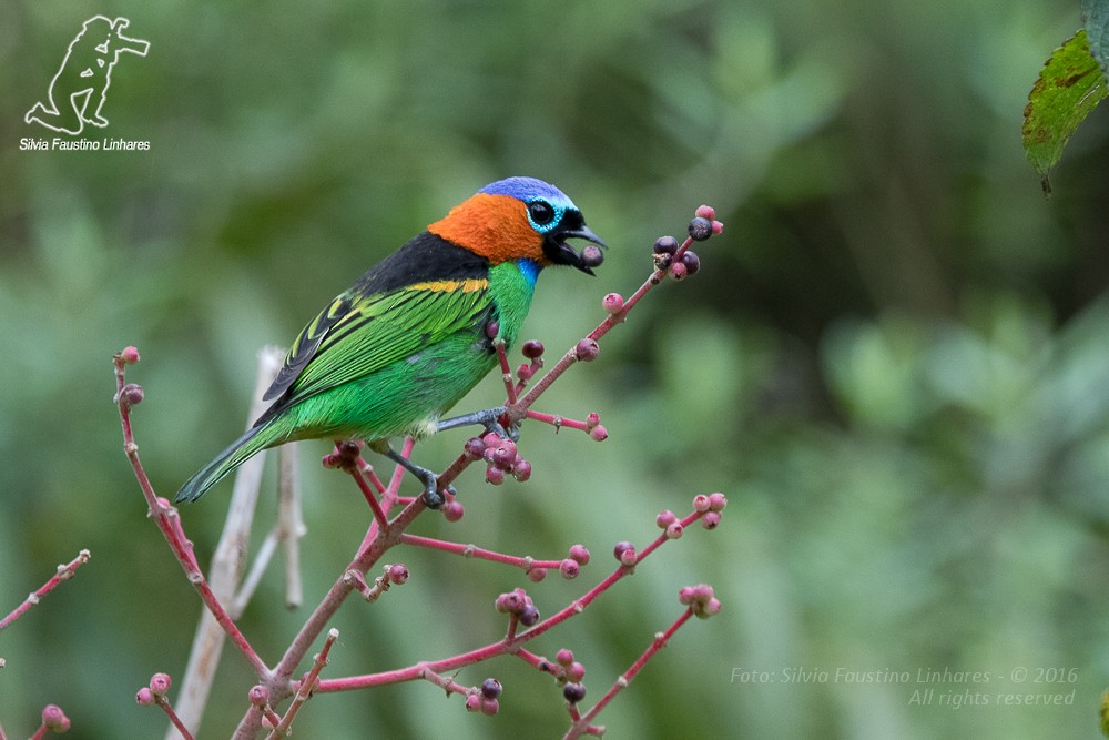 Red-necked Tanager - Silvia Faustino Linhares