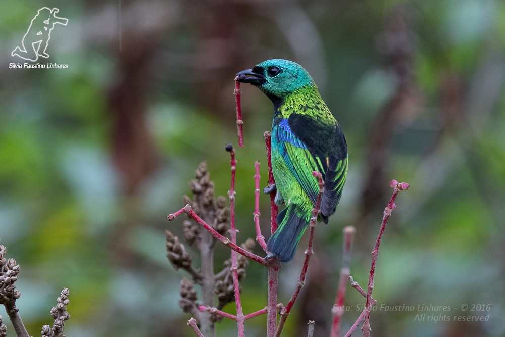 Green-headed Tanager - Silvia Faustino Linhares