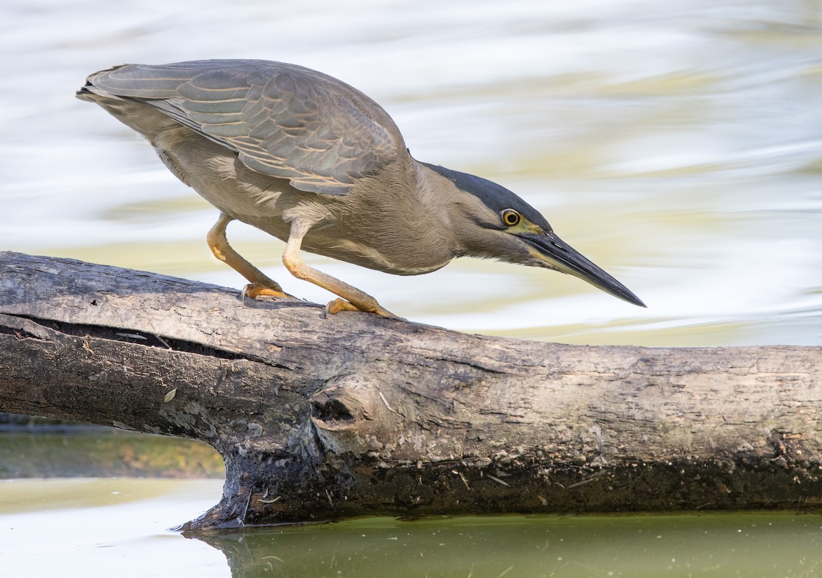 Striated Heron - ML368135091