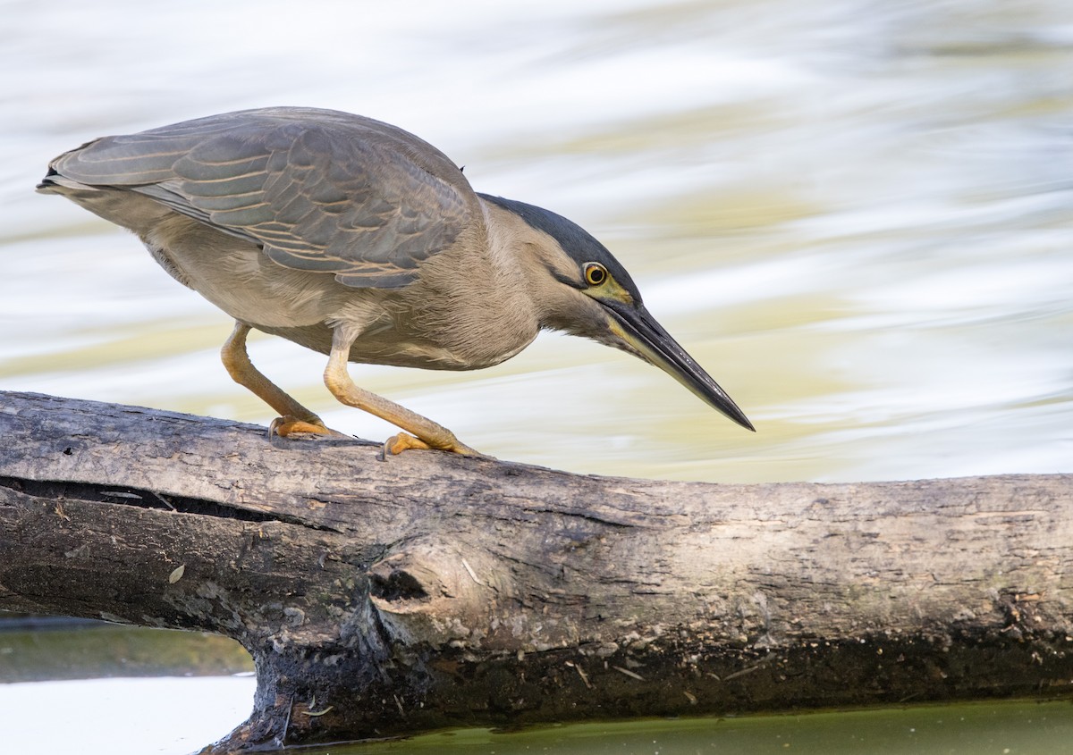 Striated Heron - ML368135111