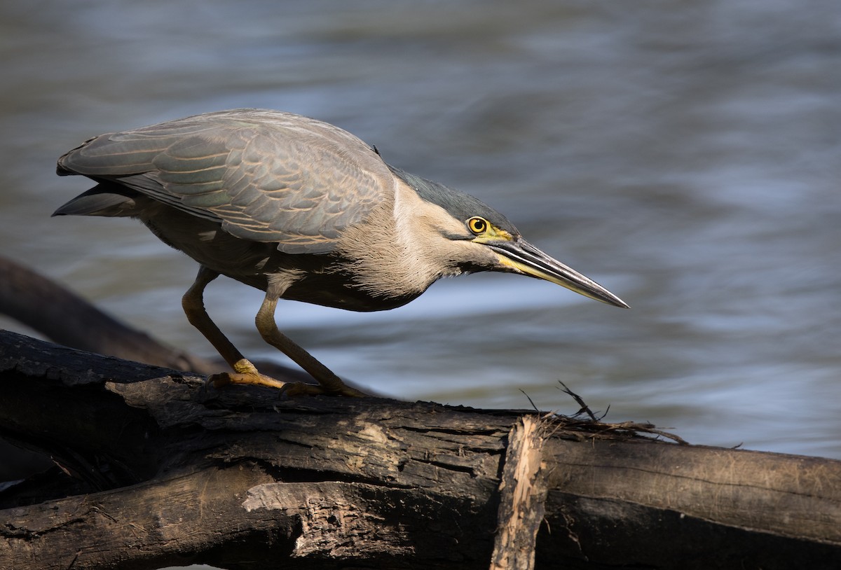 Striated Heron - ML368135201