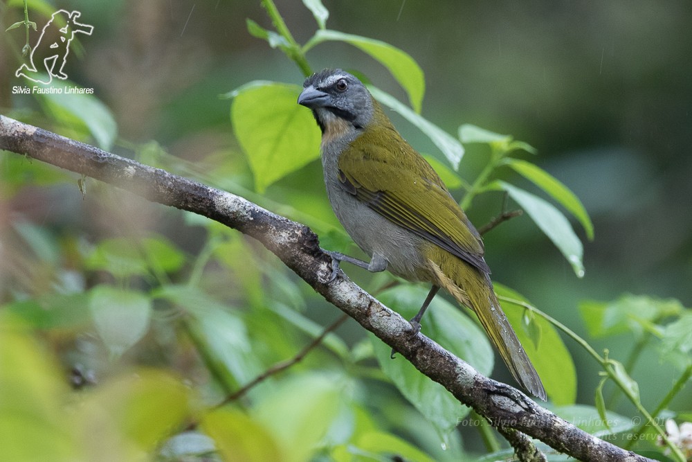 Buff-throated Saltator - ML36813531