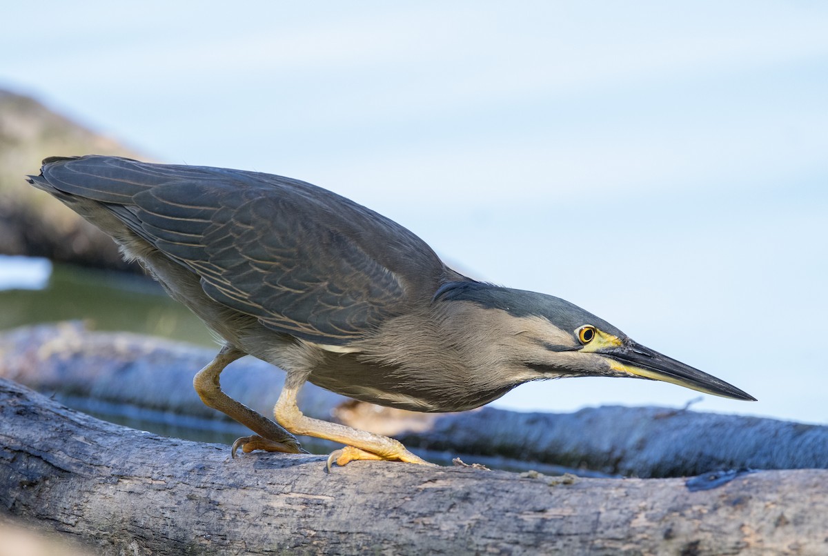 Striated Heron - ML368135311