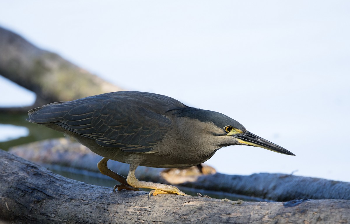 Striated Heron - ML368135341