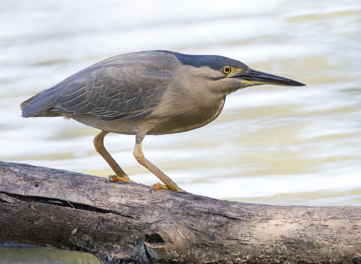 Striated Heron - ML368135441