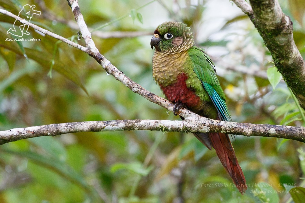 Maroon-bellied Parakeet - Silvia Faustino Linhares