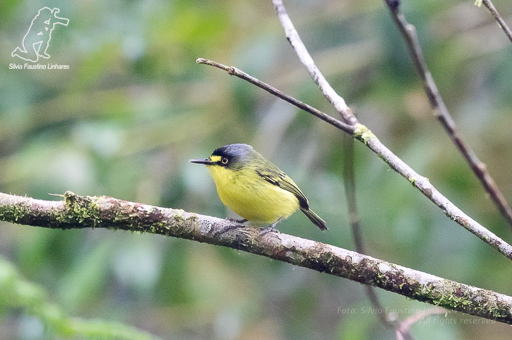 Gray-headed Tody-Flycatcher - Silvia Faustino Linhares