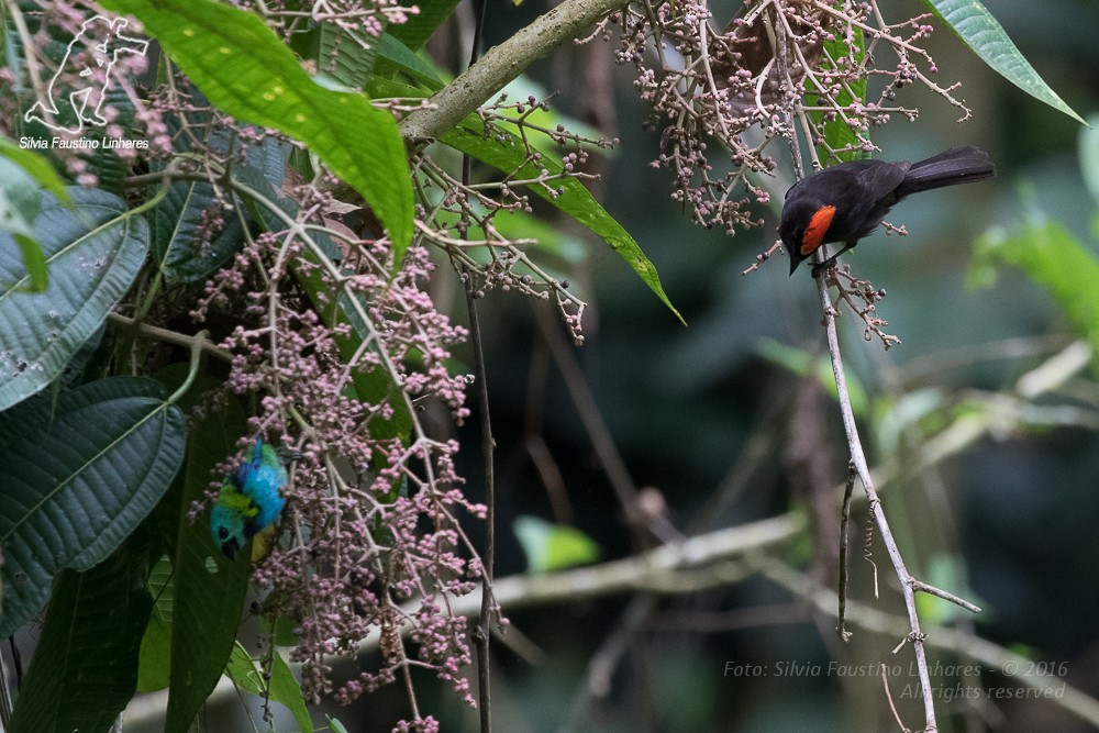 Flame-crested Tanager (Flame-crested) - Silvia Faustino Linhares