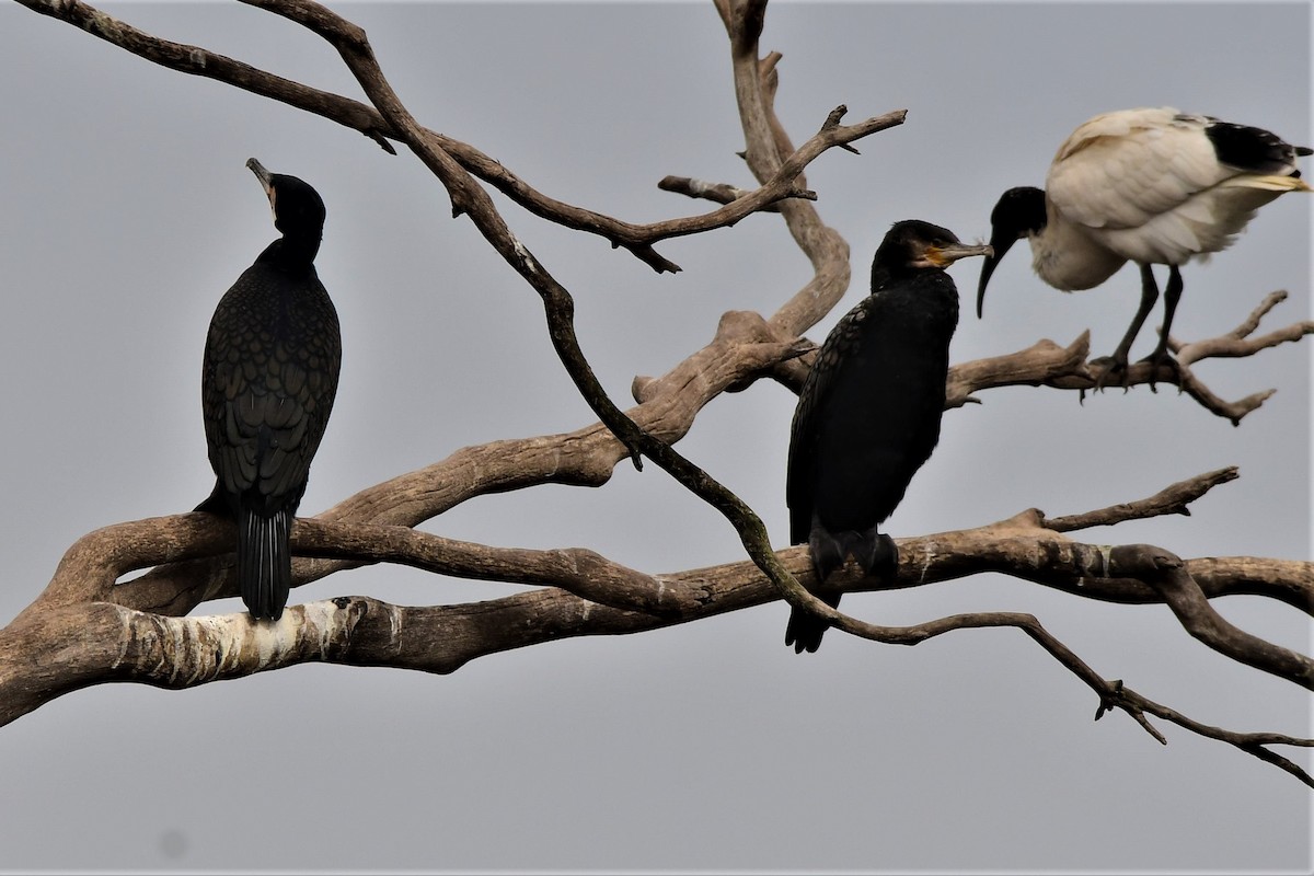 Great Cormorant (Australasian) - ML368136601