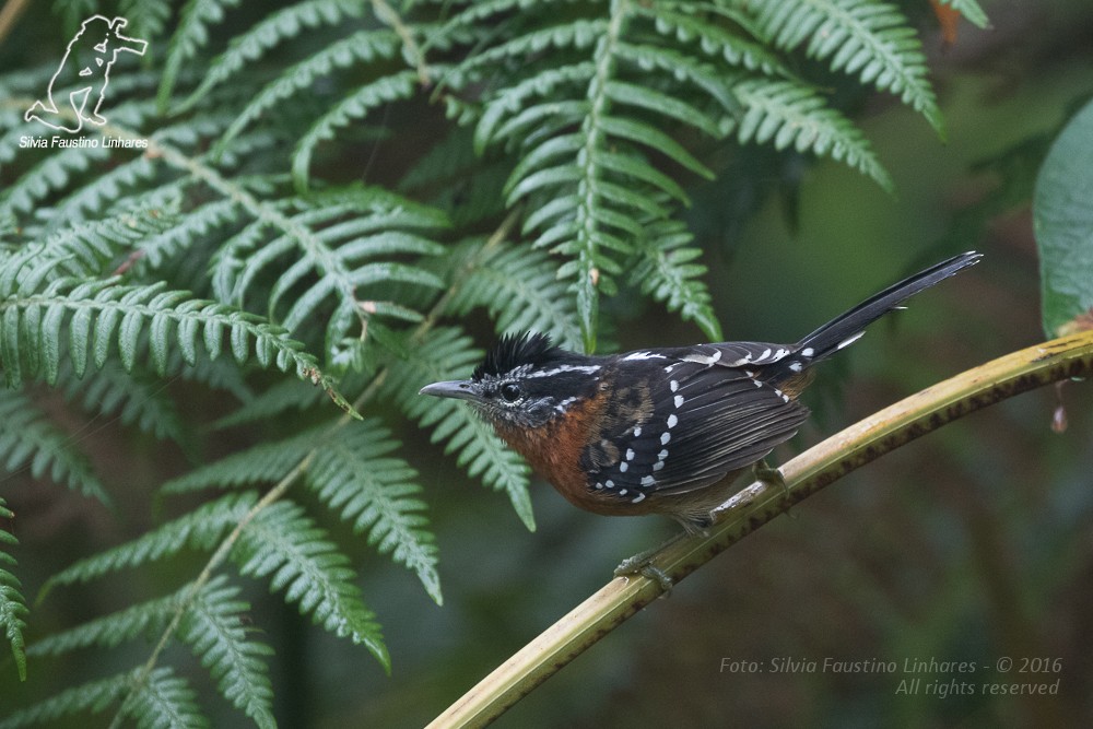 Ferruginous Antbird - ML36813661