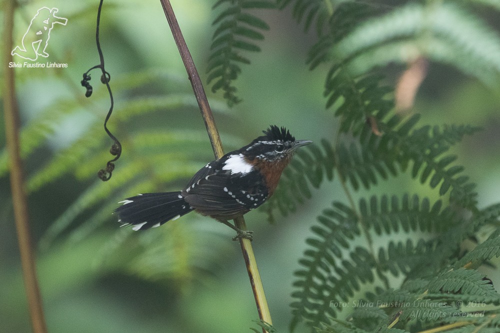 Ferruginous Antbird - Silvia Faustino Linhares