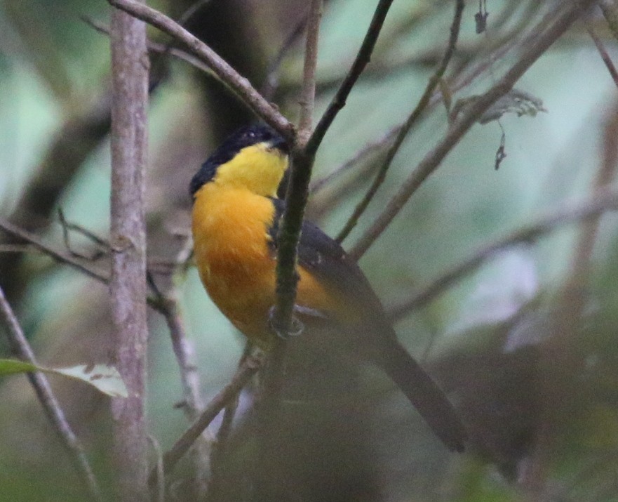 Yellow-breasted Boubou - Jacob C. Cooper