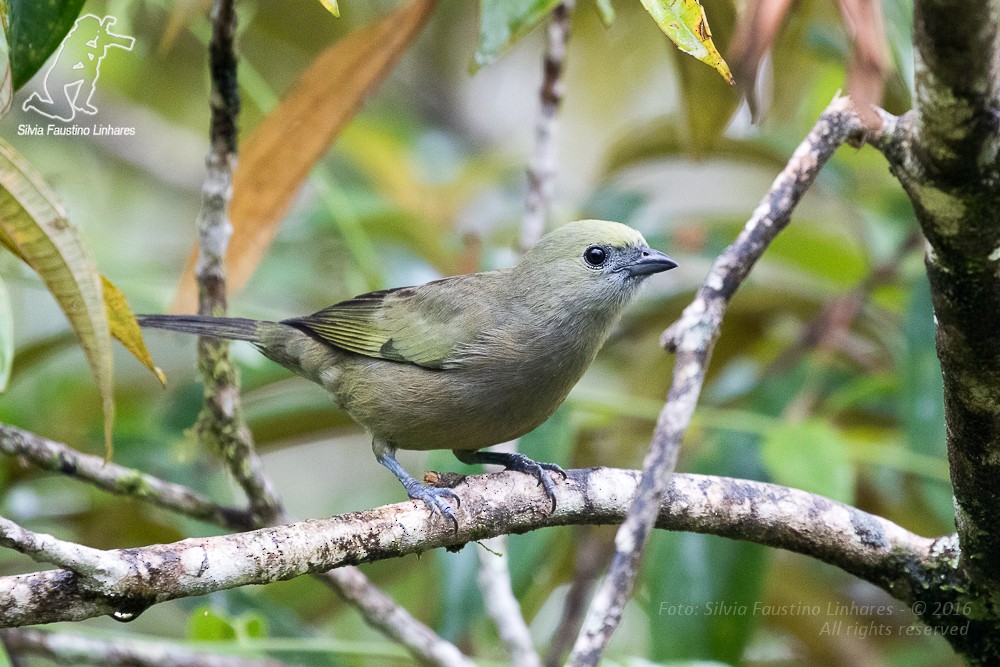 Palm Tanager - ML36813871