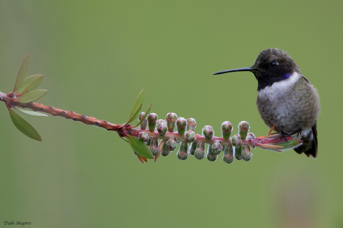 Black-chinned Hummingbird - Dubi Shapiro