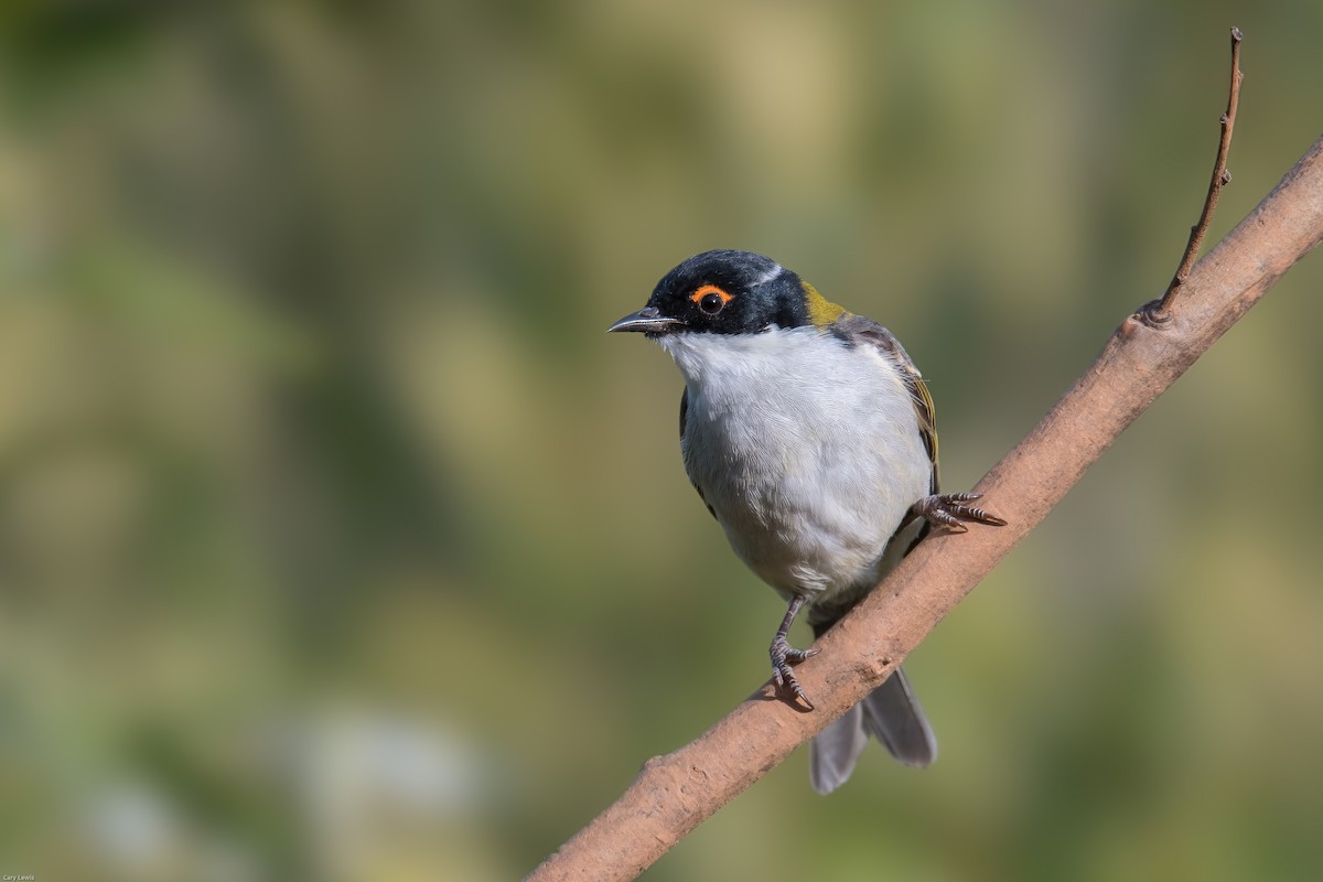 White-naped Honeyeater - Cary Lewis