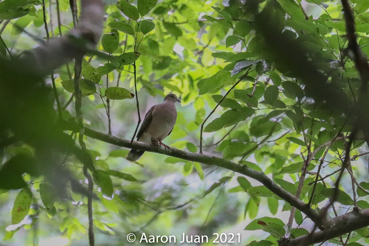 Gray-chested Dove - ML368139131