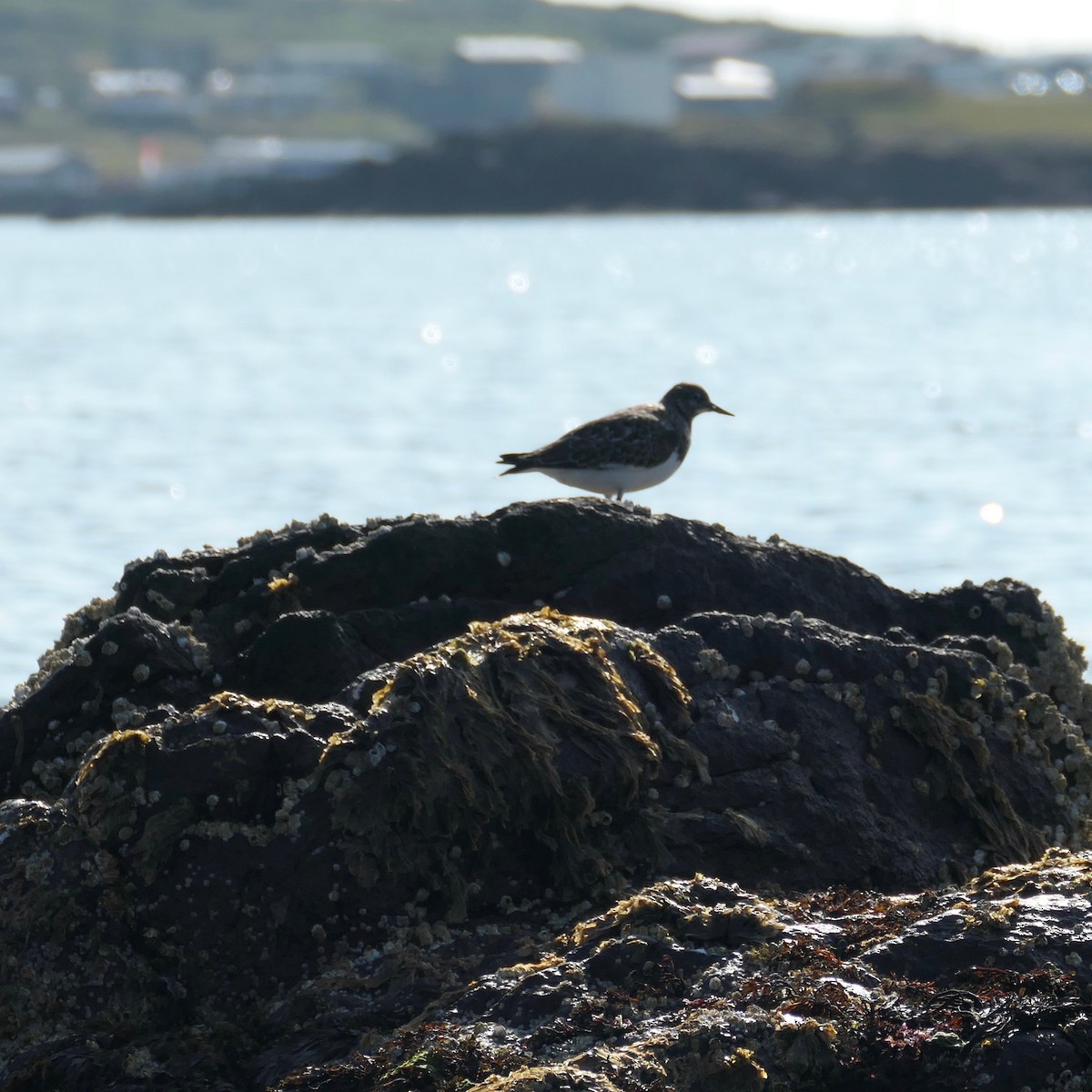 Ruddy Turnstone - ML368139721