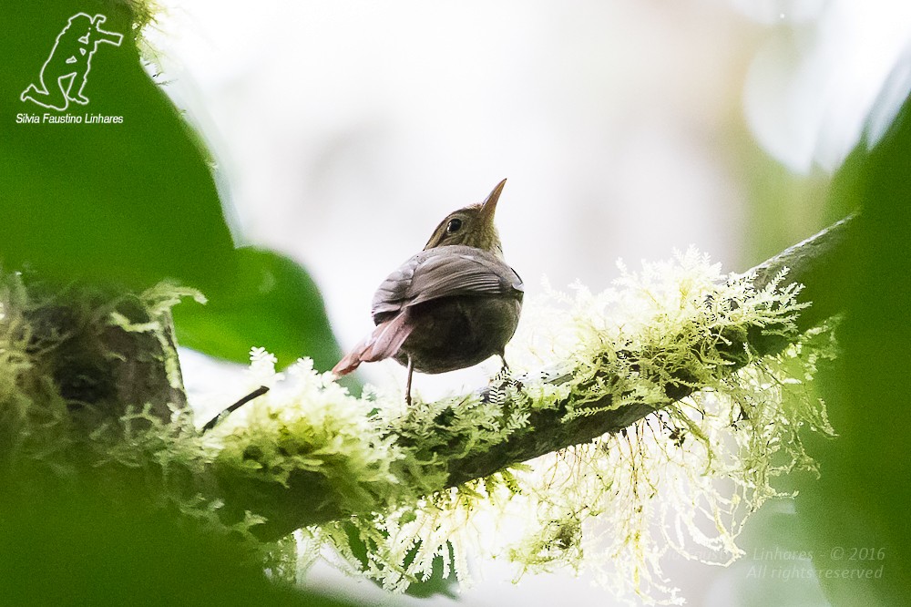 Bahia Treehunter (undescribed form) - Silvia Faustino Linhares