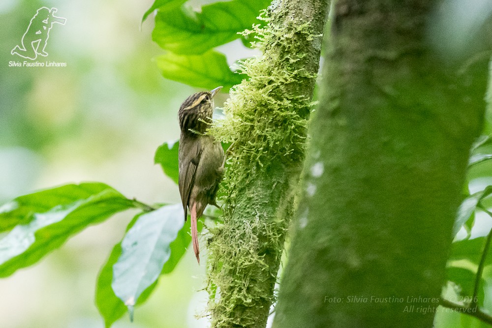 Bahia Treehunter (undescribed form) - ML36813991