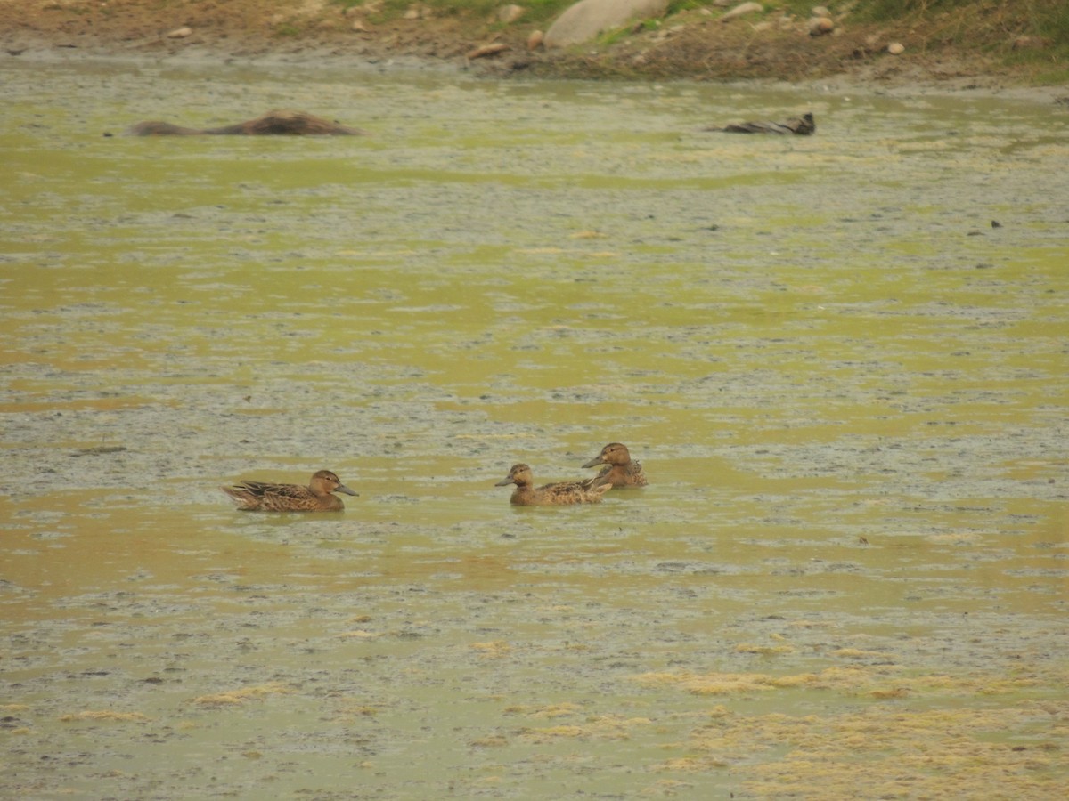 Cinnamon Teal - ML368141031
