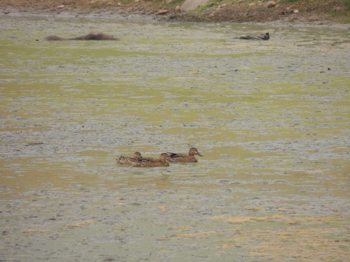 Cinnamon Teal - ML368141081
