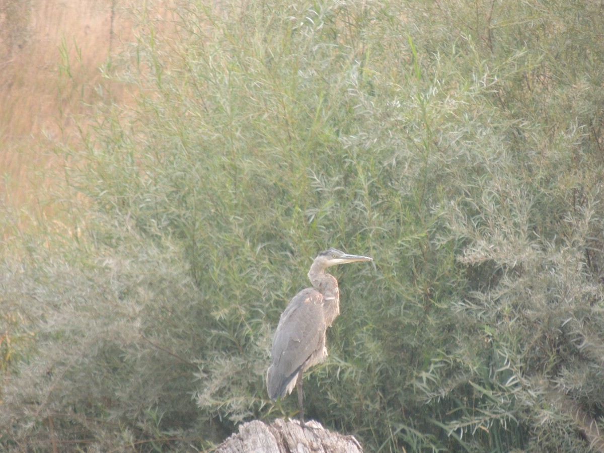 Great Blue Heron - ML368141171