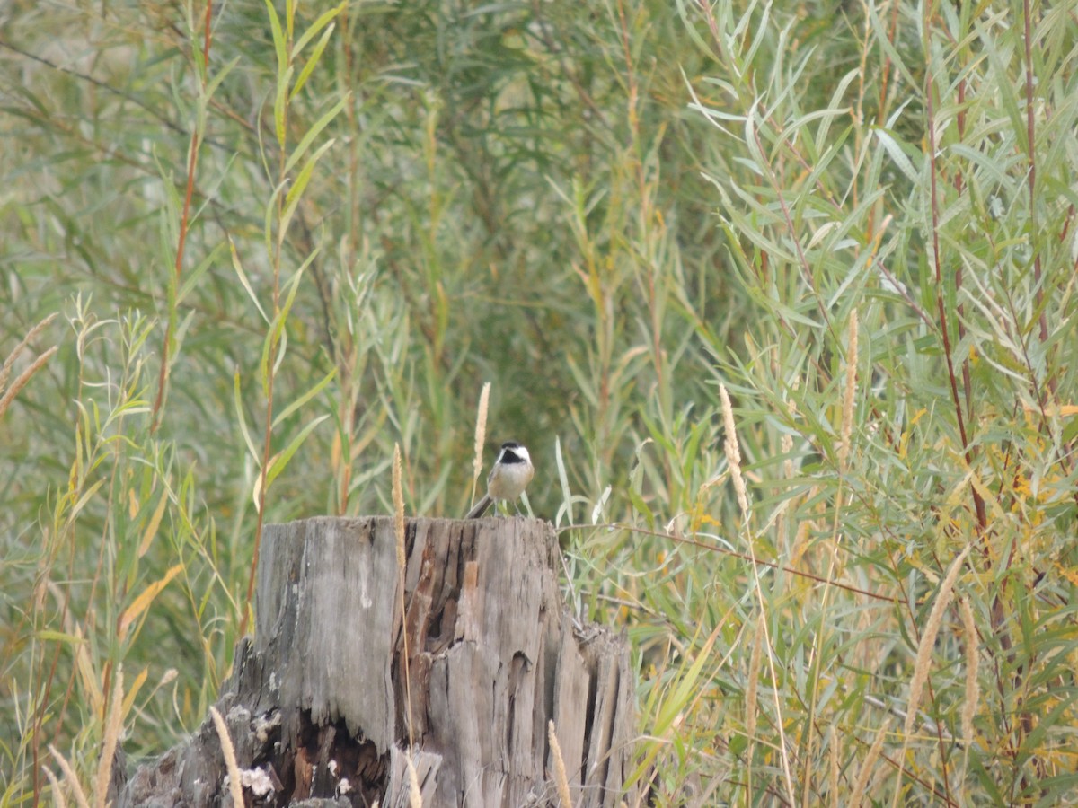 Black-capped Chickadee - ML368141181