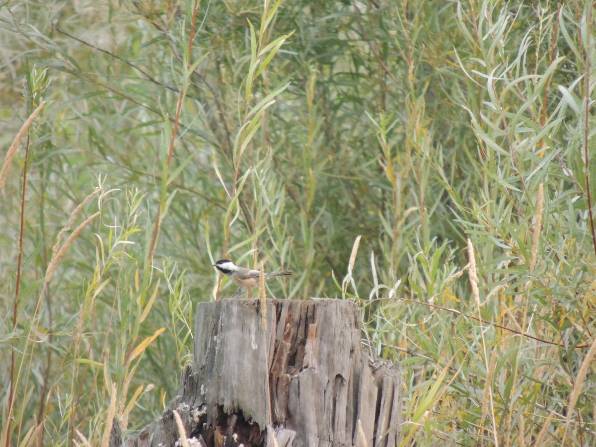 Black-capped Chickadee - ML368141191