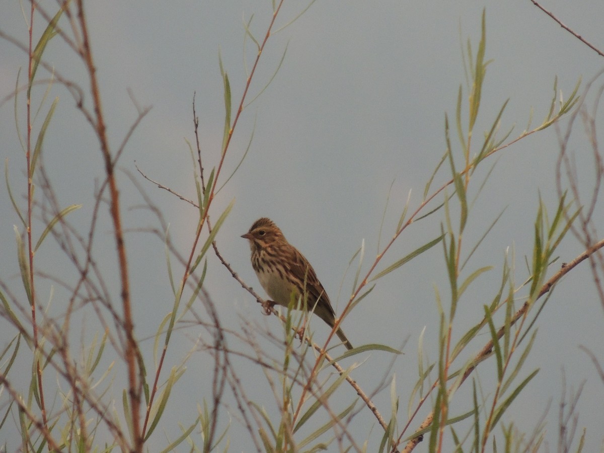 Savannah Sparrow - ML368141211