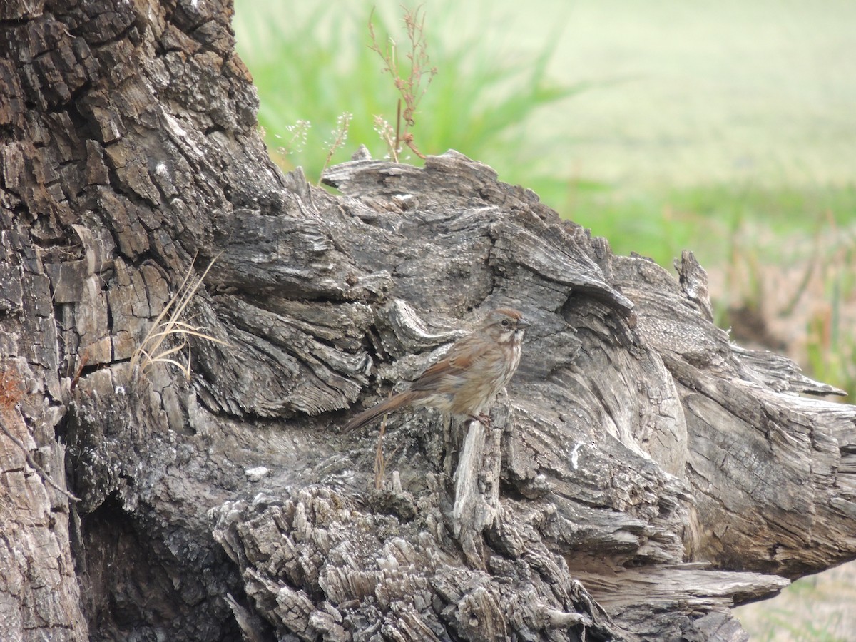 Song Sparrow - ML368141271