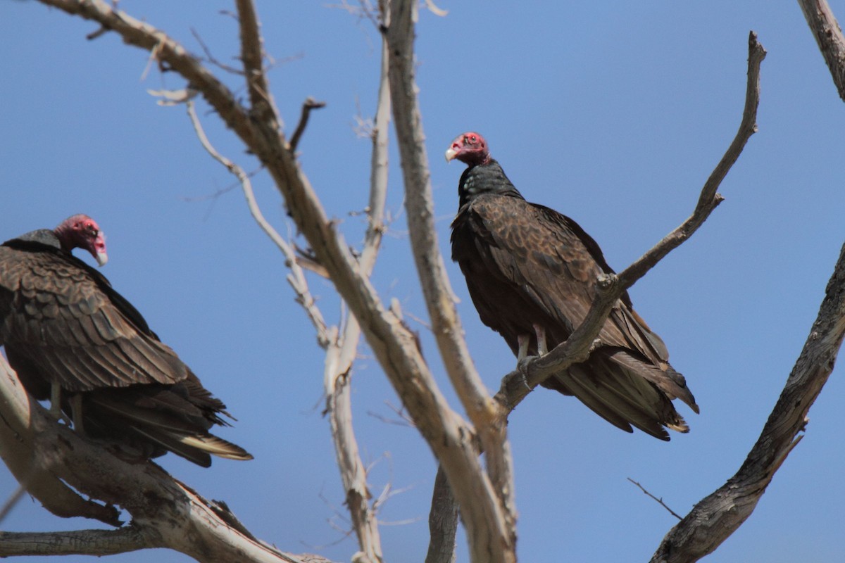 Turkey Vulture - ML368141451