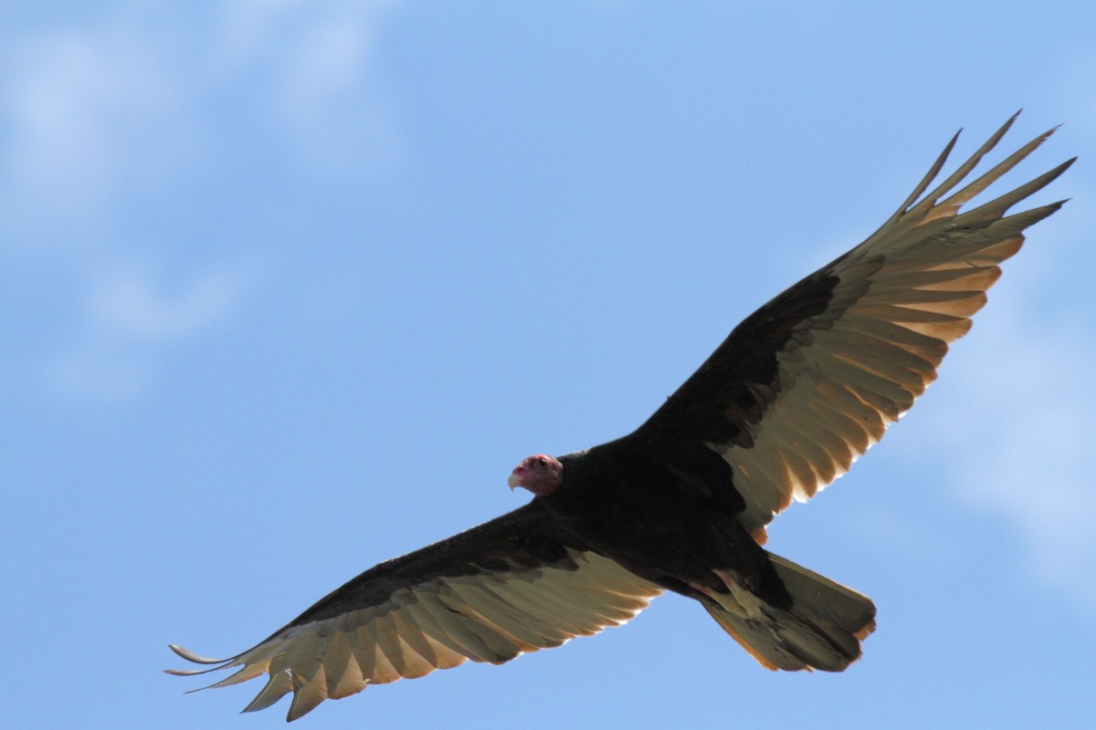 Turkey Vulture - ML368141491
