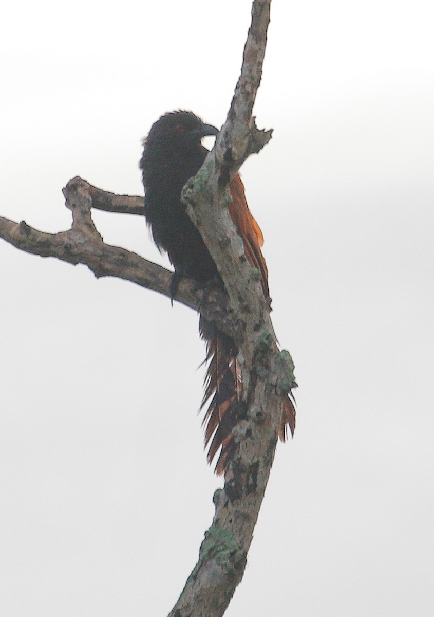Greater Coucal - ML368141891