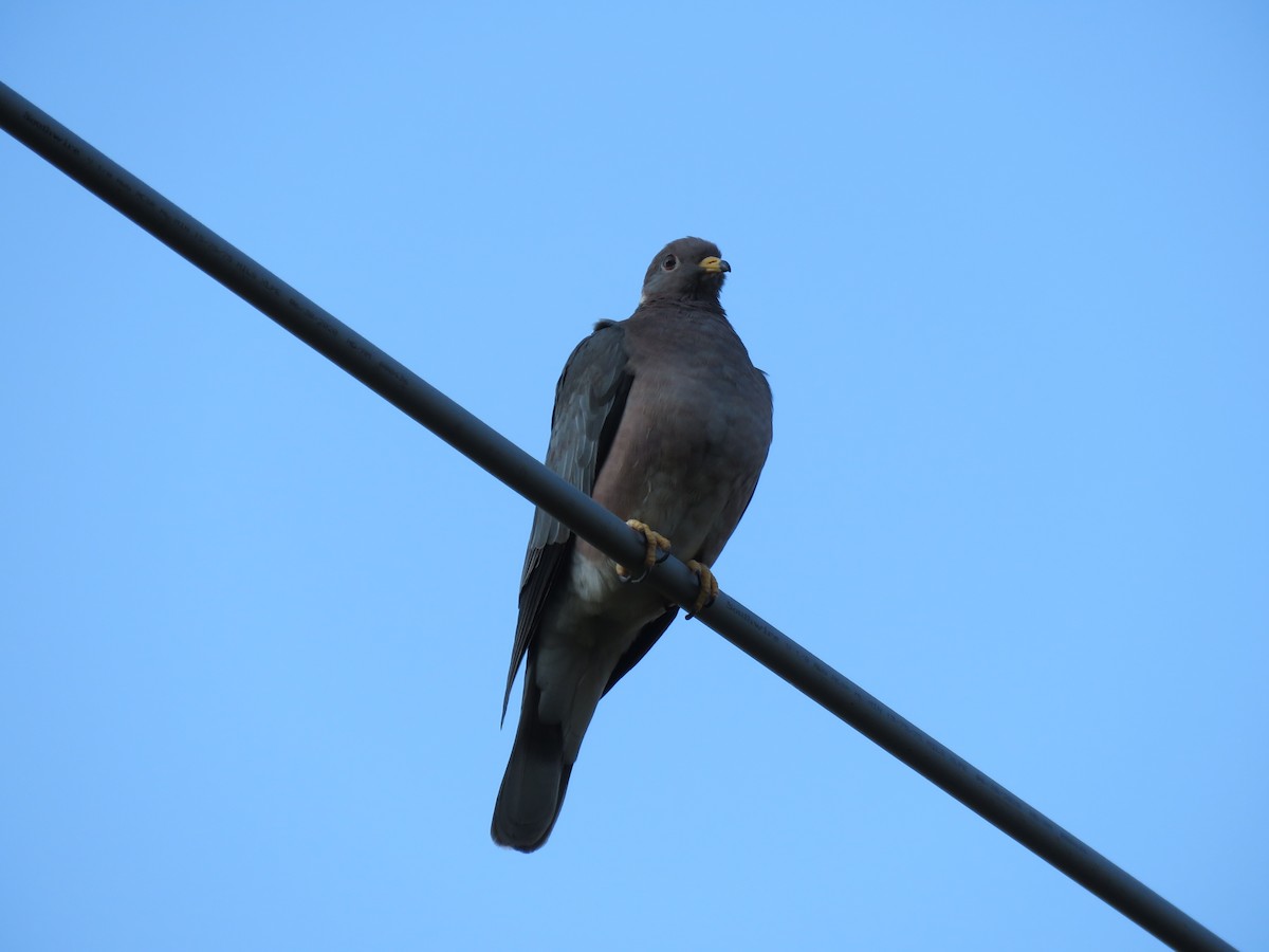Band-tailed Pigeon - ML368141951