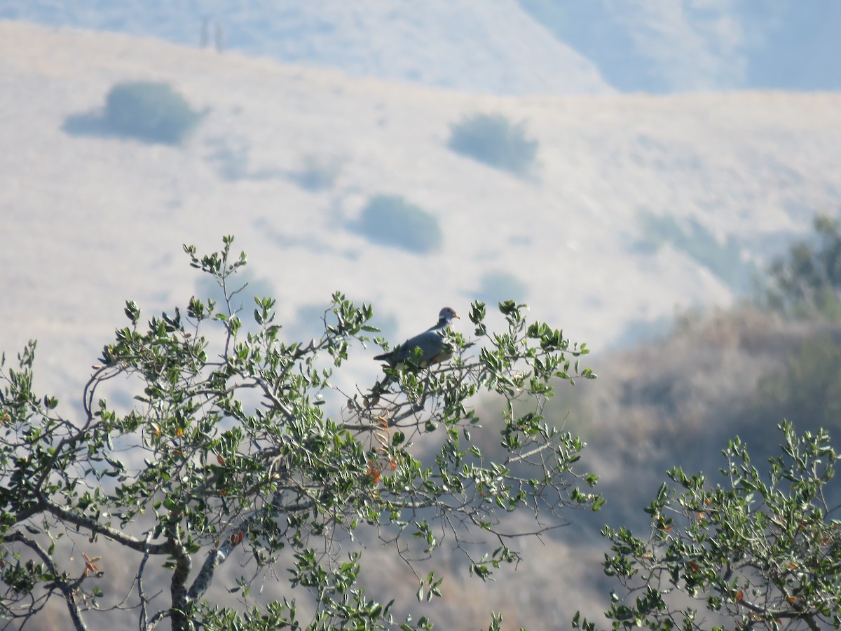 Band-tailed Pigeon - ML368141961