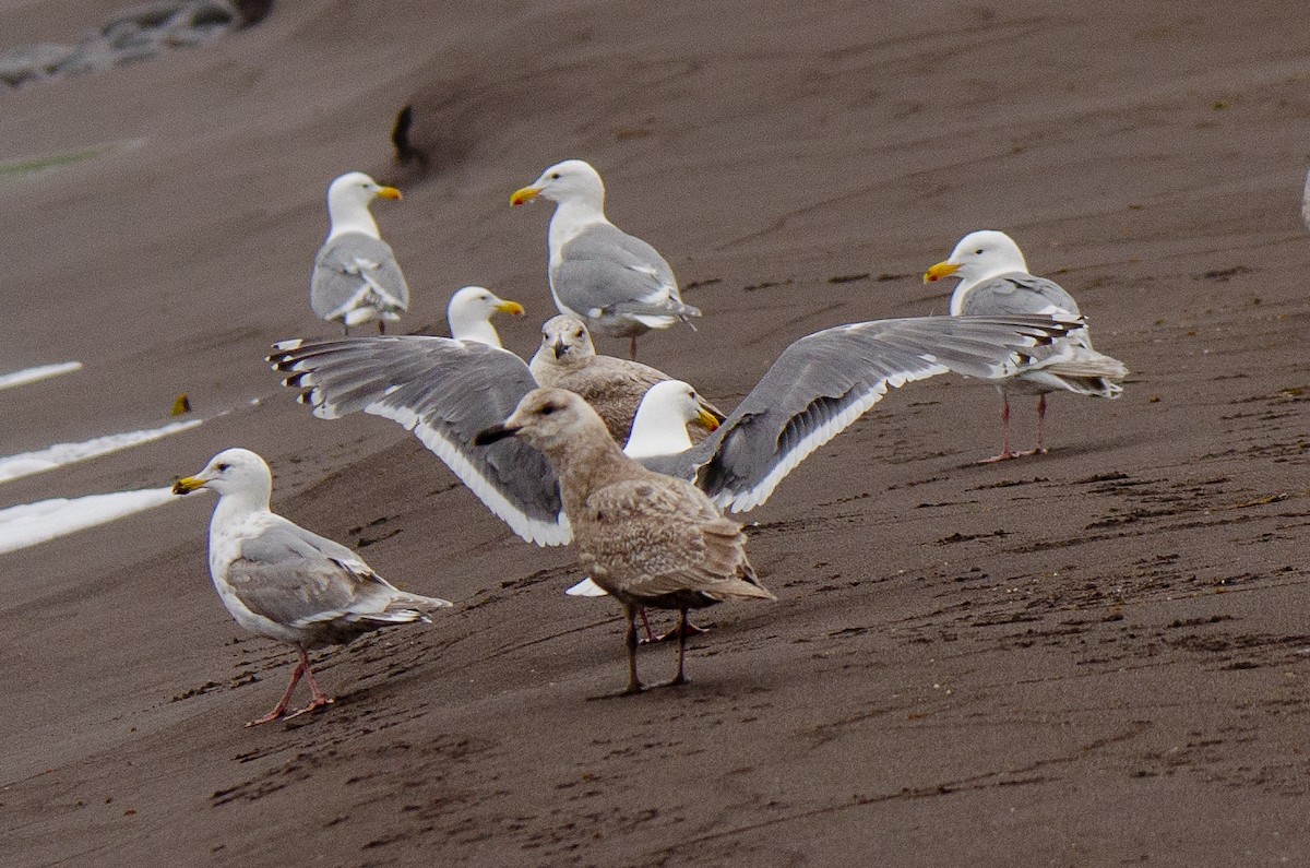 Glaucous-winged x Slaty-backed Gull (hybrid) - ML368144901