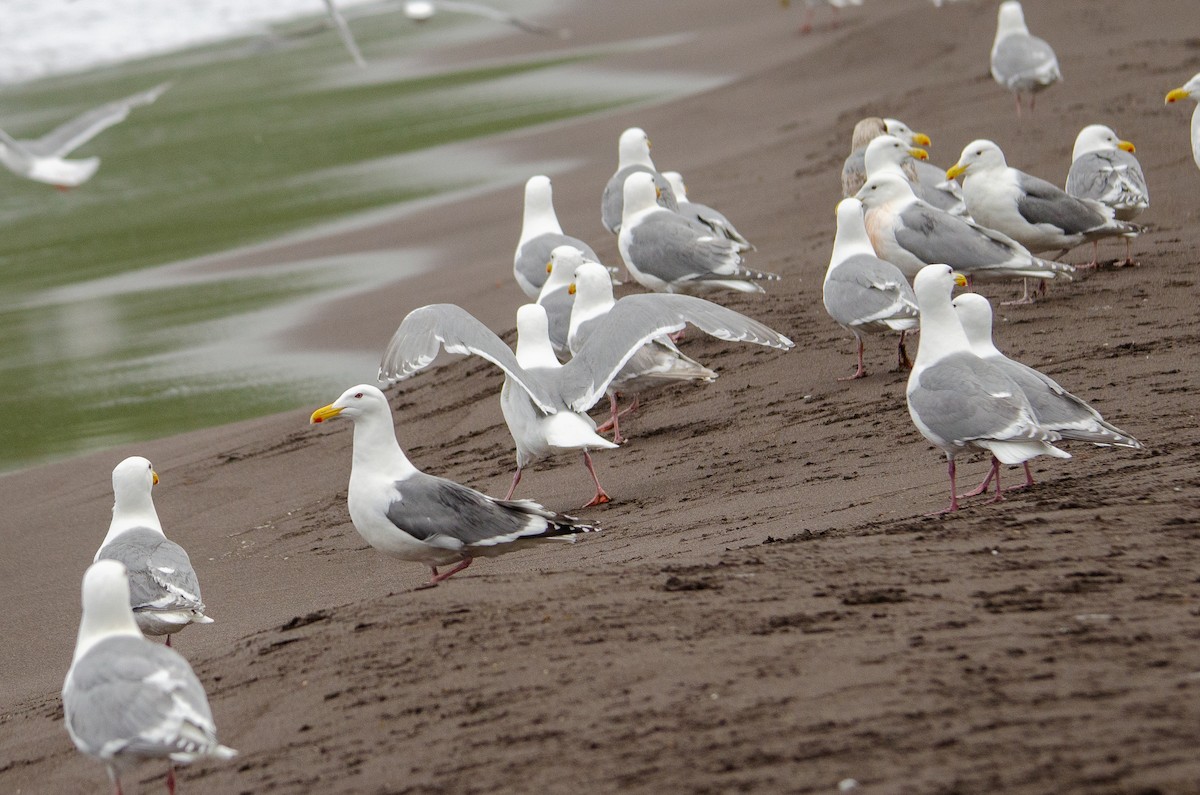 Glaucous-winged x Slaty-backed Gull (hybrid) - ML368144951