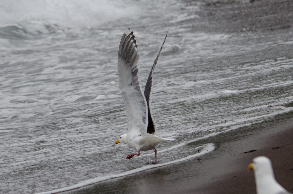 Glaucous-winged x Slaty-backed Gull (hybrid) - Zeke Smith