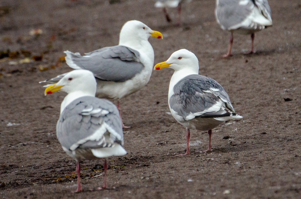 Glaucous-winged x Slaty-backed Gull (hybrid) - ML368144981