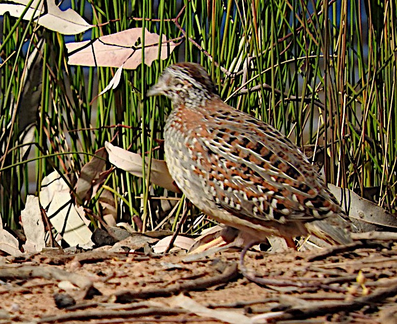 Painted Buttonquail - ML368146471
