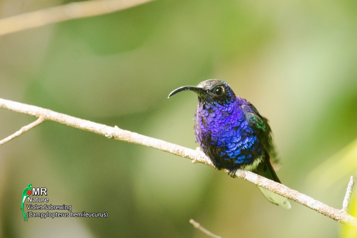 Colibrí Morado - ML368146711