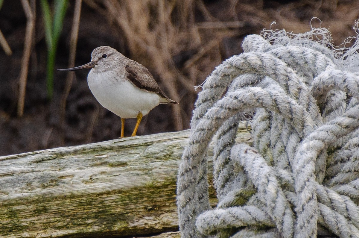 Terek Sandpiper - ML368146931