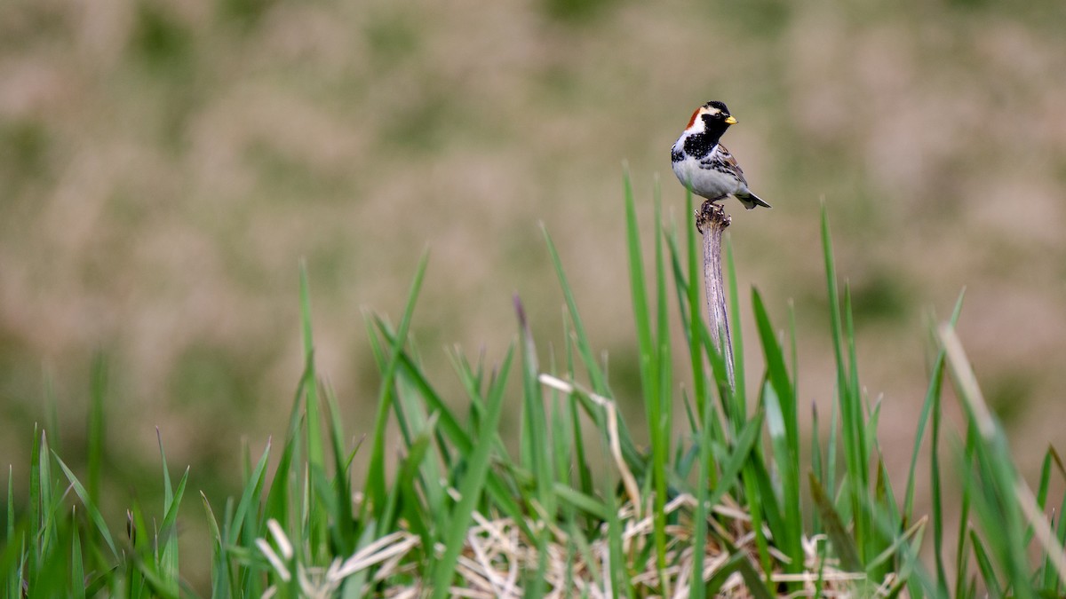 Lapland Longspur - ML368147051