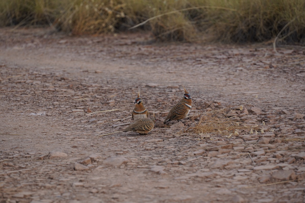 Spinifex Pigeon - Megan Moody