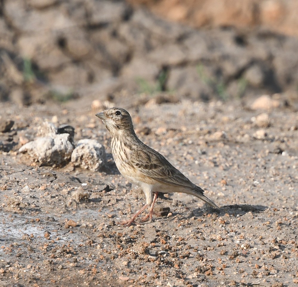 Sand Lark - ML368149421