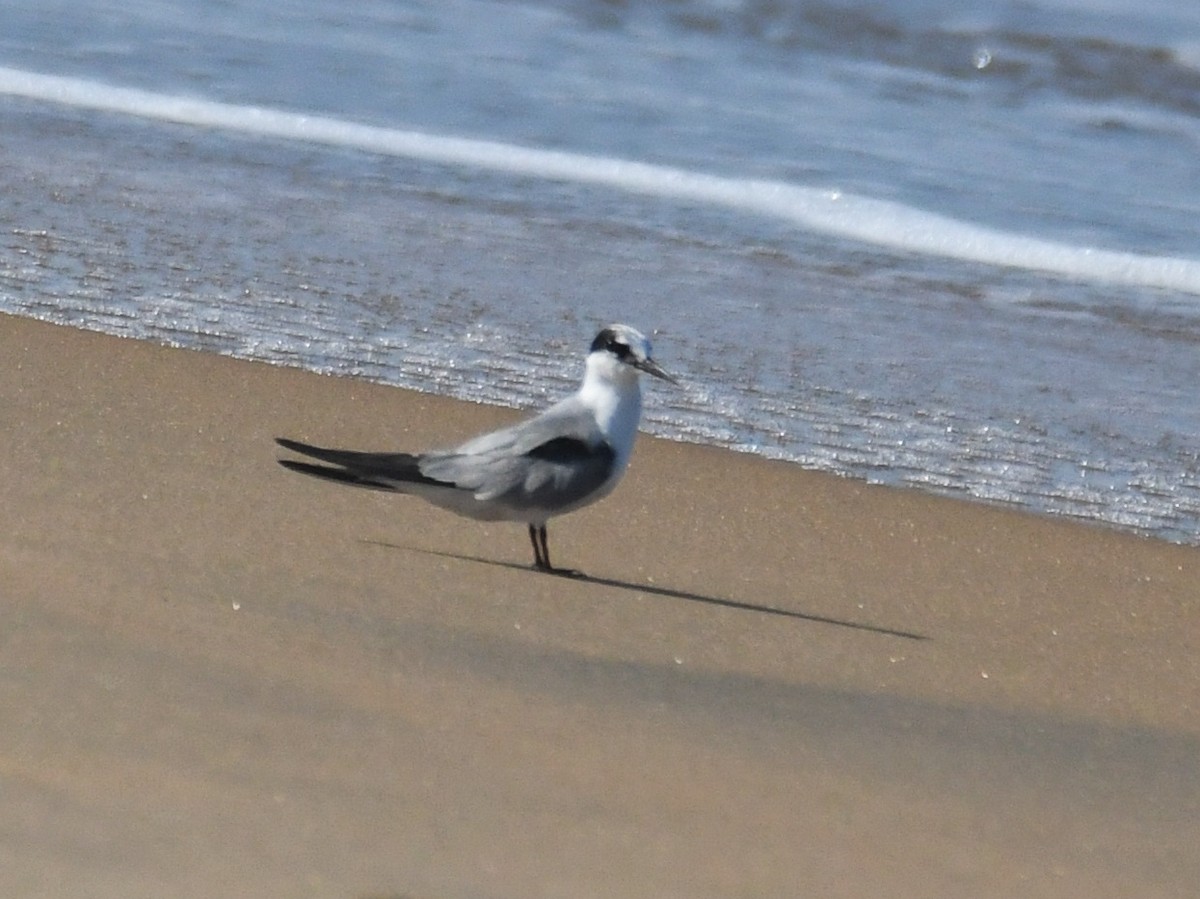 Little Tern - ML368151161